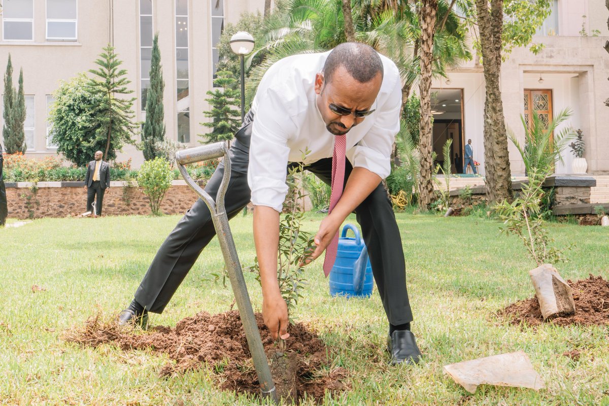 PMEthiopia's tweet image. While responding to questions from the House of People’s Representatives on the performance of the Ethiopian Year 2017 plan, Prime Minister Abiy Ahmed also planted #GreenLegacy seedlings on the parliamentary grounds and encouraged the public to remain committed to achieving this…