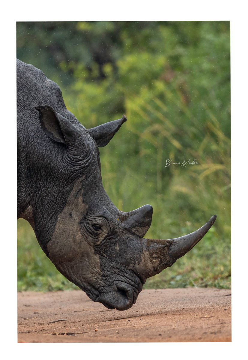 NameARhino's tweet image. Ever wanted to name a wild animal? Now’s your chance! 🦏🌍 Support rhino conservation—submit your name today! #NameARhino
@Ugandawildlife @ugwildlife @ug_tour @auwott @WilliamsRuto @UgandaTourismC1 @MTWAUganda @TourismBoardUg @UTAUganda @mtnug @Airtel_Ug