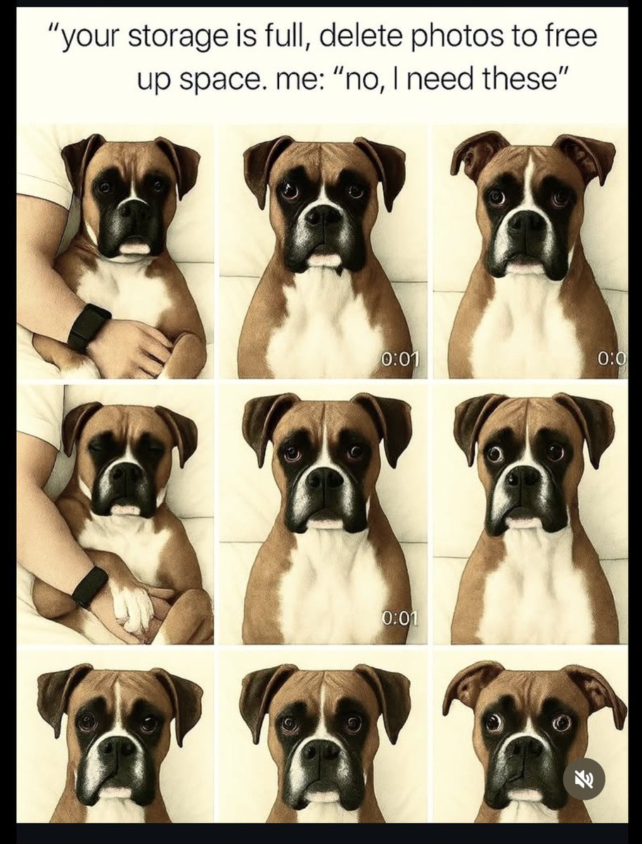 boxer_sacha's tweet image. Guilty as charged………..🤣😂💚#BoxerDog