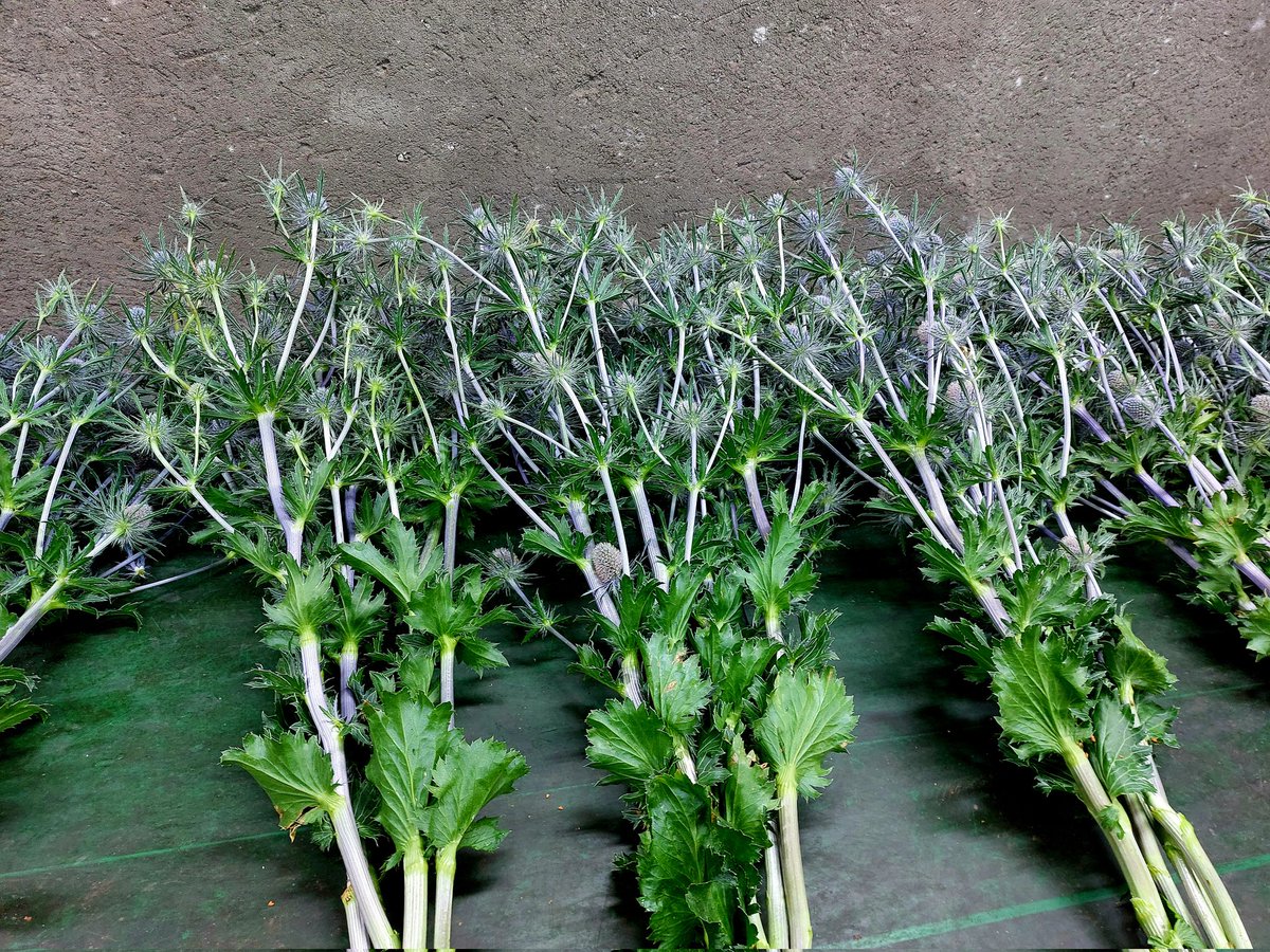 Morgen voor de klok in Naaldwijk,  mooie frisse #Eryngium 'Happy Surprise' van 80cm. Vertakken vooral boven aan de steel. <a href="/VermeulenGerard/">Klok 1 Naaldwijk</a> <a href="/365dagenbloemen/">365 dagen bloemen</a>