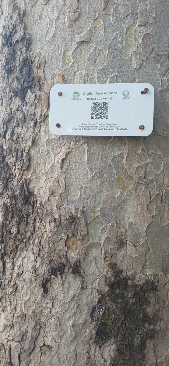 sameerullah05's tweet image. The Jammu &amp;amp; Kashmir (J&amp;amp;K) government has initiated the “Tree Aadhaar” mission to conserve the region&apos;s iconic chinar trees  by geo-tagging and mapping trees, giving each tree a unique ID through a detailed census. 
#kashmiruniversity #Chinartrees #TreeAadhar