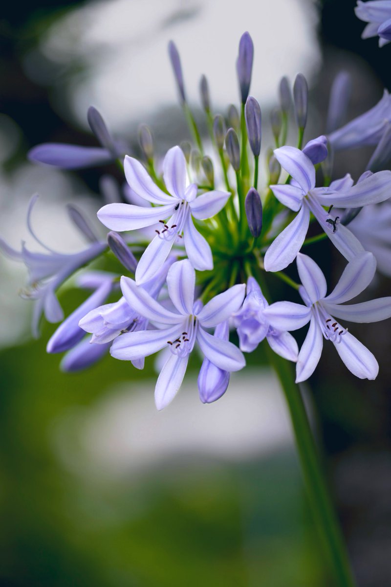 アガパンサス💙
道端で

 #アガパンサス
 #花写真
 #ファインダー越しの私の世界
