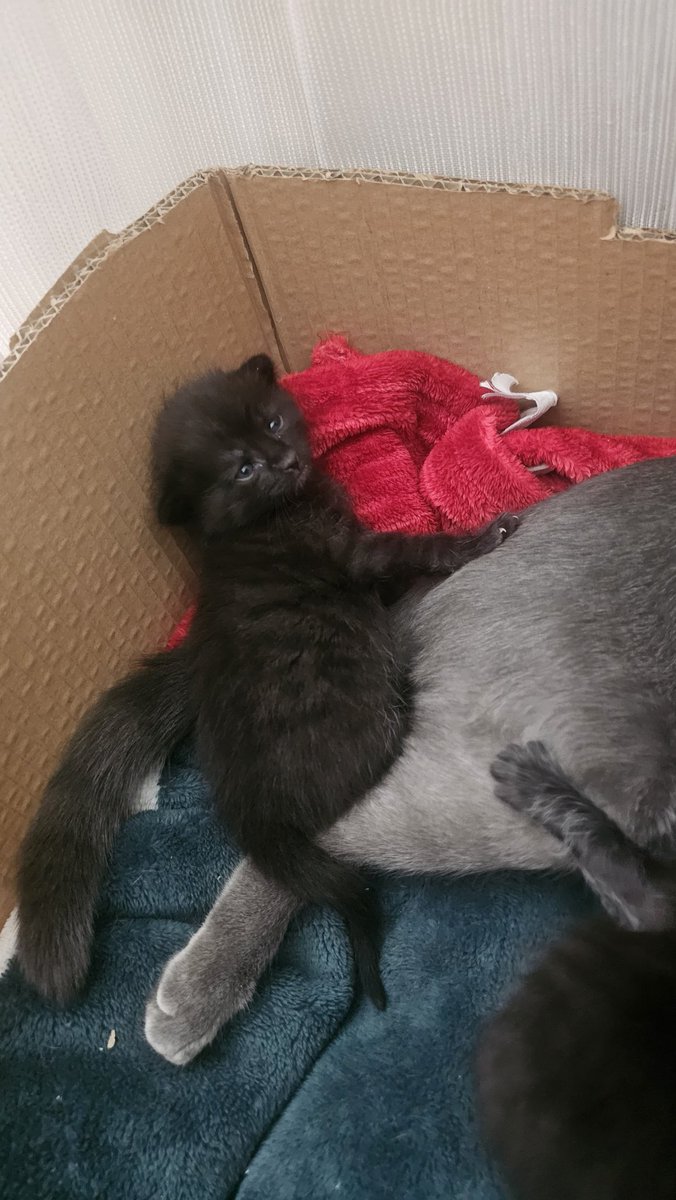 Hey tifittır Bn geldim!!! En acil şekimde  Ankarada yufamı arıorum!!!!! Paynaşmayanlara padim girsim