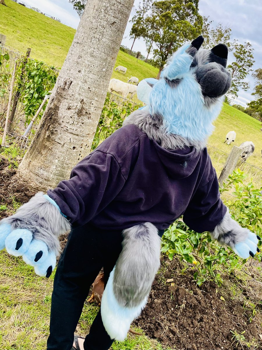 TheUnholyColle1's tweet image. Peak the full look of Secretary in these shots, you can actually see her cool little bun hairstyle in the second one!
Wish I had some glasses for her…
This pretty lady will be available at my dealers den table as a mini partial.
#furry #fursuit #fursuitmaker