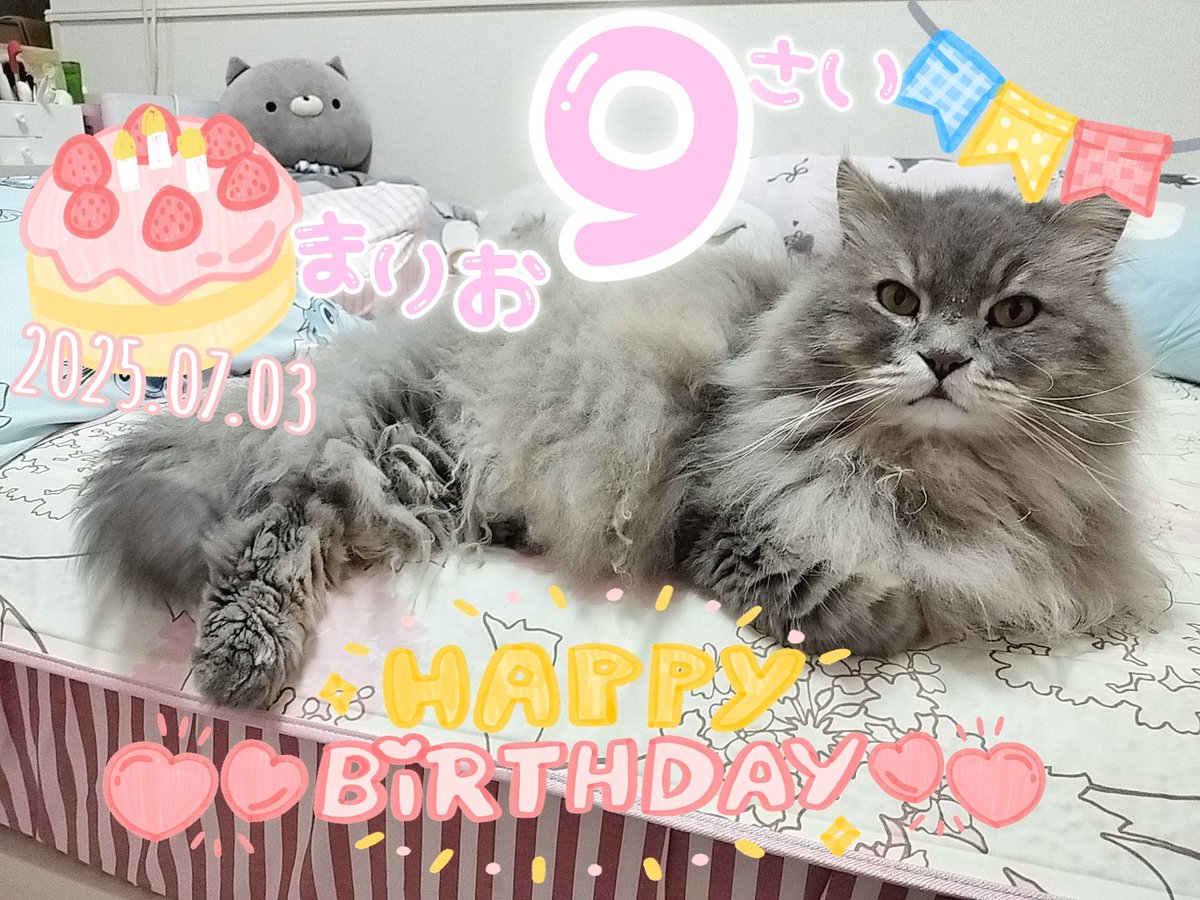 GEN20091010's tweet photo. 今日はまりおの誕生日🎂
一昨日から体調崩してて昨日病院に行ったのでついでに健康診断で血液検査…
今の体調不良は薬飲めば治るとの事でしたが腎臓の数値が少し高く食事療法となりました😢
初めての事で不安しかありません🥹
長生きして欲しい…
Mario9th🎂おめでとうෆ͙⃛
#猫好きさんと繫がりたい https://t.co/tjvSb4VzF6