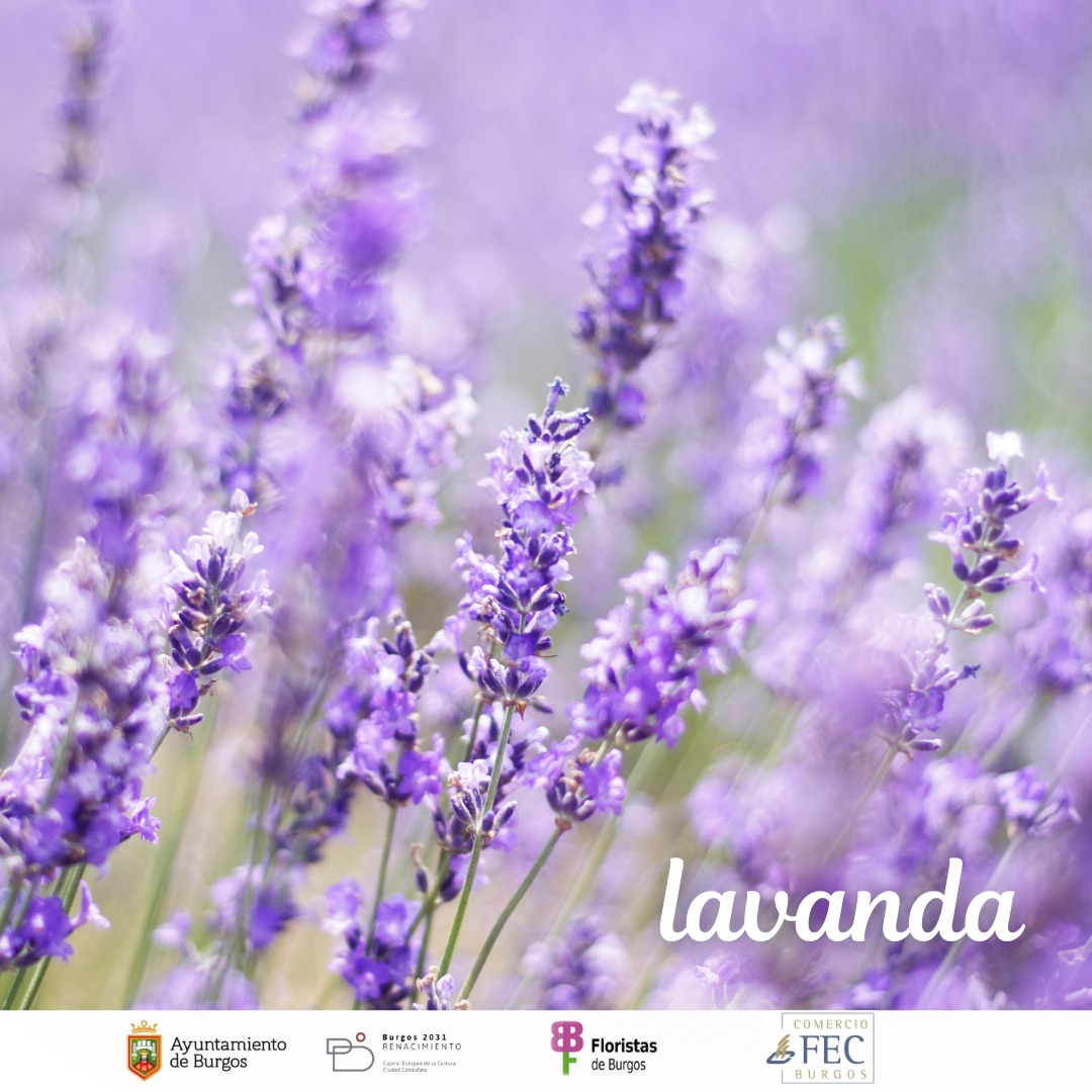 🌞 Las reinas del verano no llevan corona… 💐 ¡Llevan pétalos y color!

Estas 5 flores están en su mejor momento:
🌸 Dalias
🌻 Girasoles
💜 Lavanda

Llenan casas, terrazas y corazones.
📍 Encuéntralas en las floristería de Flojabur, todas en #Burgos.
#Flojabur #FloresDeVerano