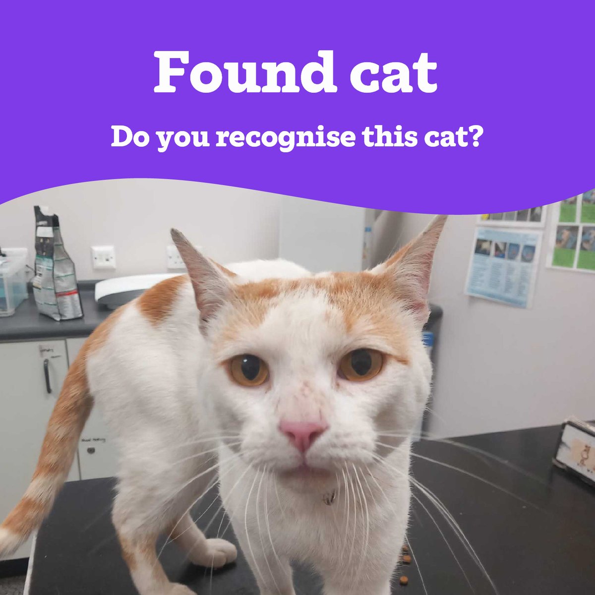 Warrington Cat Centre (@catswarrington) on Twitter photo 📣Stray Cat 📣
We're appealing for information regarding this male cat that was found in the Fearnhead area of Warrington🐱
Unfortunately, no microchip was found.
If you believe this is your cat, please do get in contact
03000 12 06 12 or enquiries@warrington.cats.org.uk 📣Stray Cat 📣
We're appealing for information regarding this male cat that was found in the Fearnhead area of Warrington🐱
Unfortunately, no microchip was found.
If you believe this is your cat, please do get in contact
03000 12 06 12 or enquiries@warrington.cats.org.uk