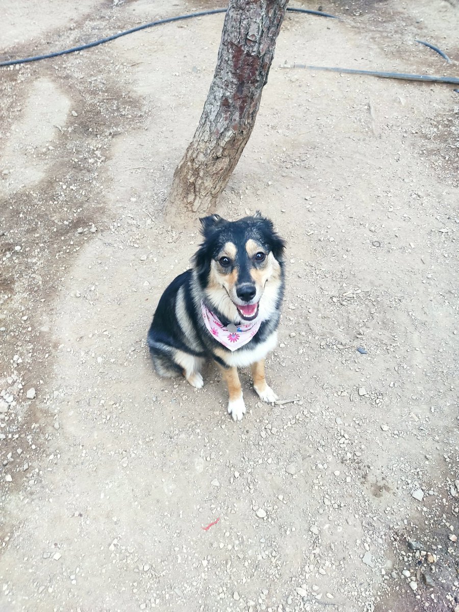 robin_cru1614's tweet image. #challenge_κατοικιδιο