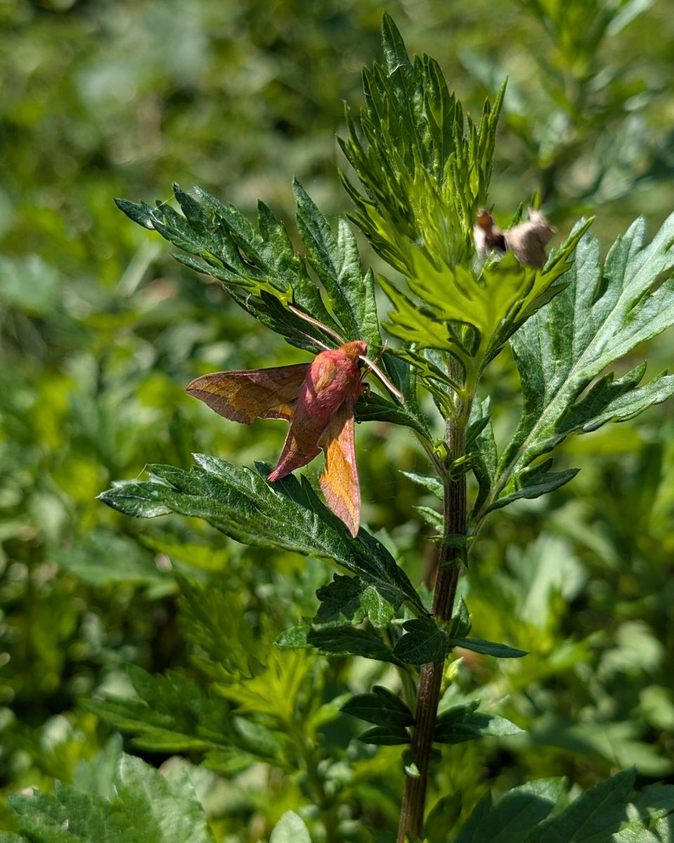 We love Mothy Mornings!

There's still a chance to join our rangers at Ludshott Common tomorrow morning for their monthly moth survey! 

Places are free but limited, so do book in advance 👉  eventbrite.co.uk/e/moth-morning…