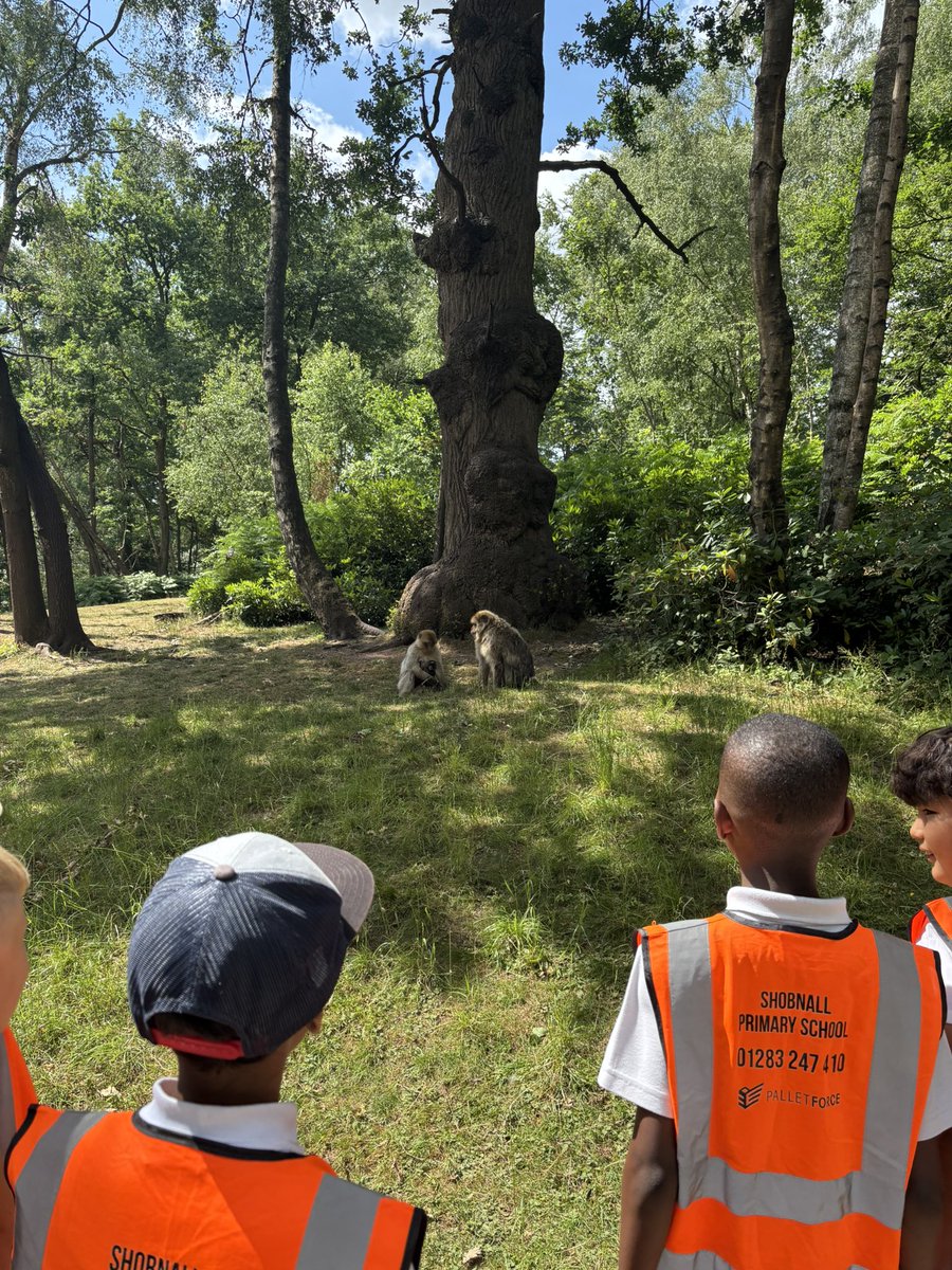 The children have been joined by barbary macaque monkeys on our walk! 🐵