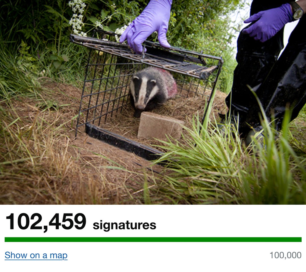 We’re outraged! Our government petition to end the badger cull has reached 100k signatures and we’ve heard nothing back. They clearly don’t care.

Share this post to make our voices louder 👇
We won’t stop until this cruel practice is ended for good!