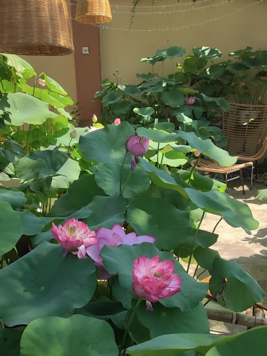 🪷夏日炎炎，好运“莲莲”
