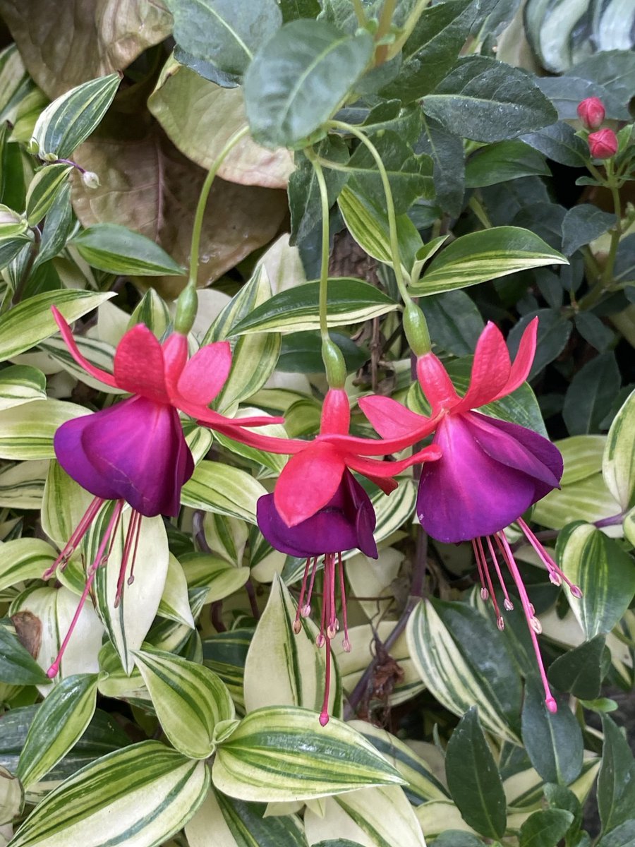 Loving this fuchsia with its beautiful blooms. Have a good Thursday, friends! #Flowers #GardeningX