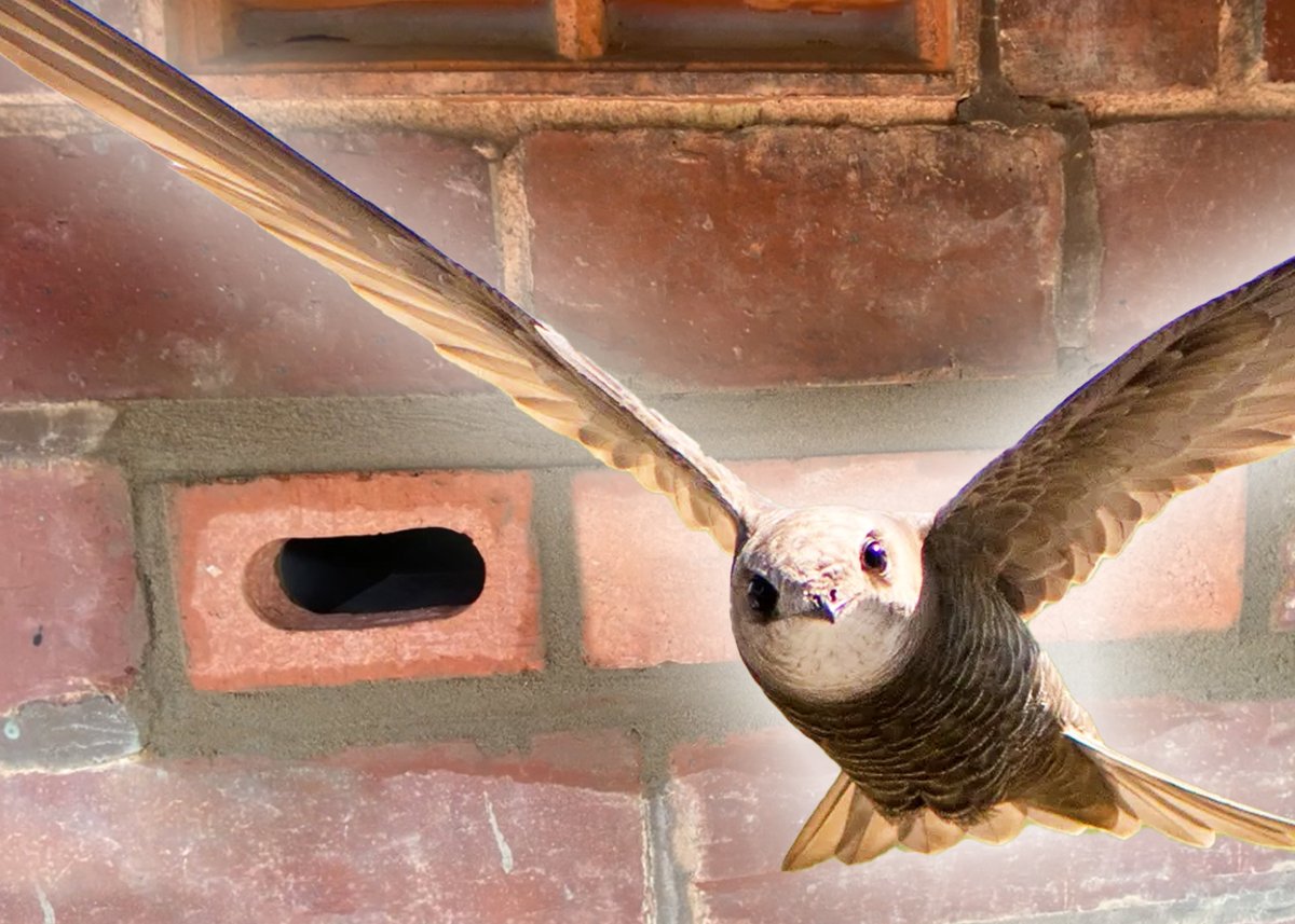 Swift bricks are cheap, easy to install, and provide ideal nesting spots for swifts.

So why did Labour block the proposal? It makes no sense!

Share if you think the government should make them mandatory in all new homes!