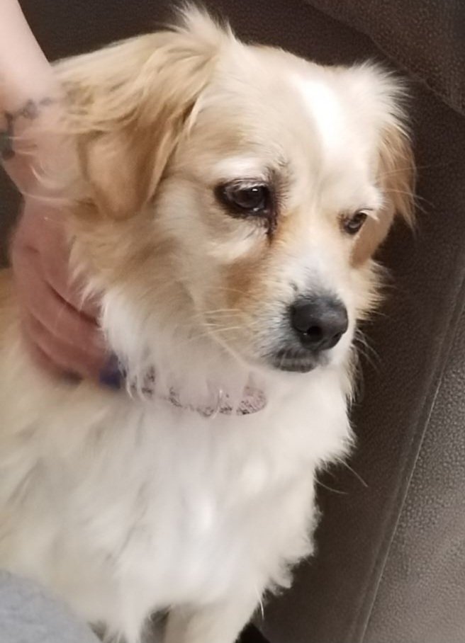 ballet24dancer's tweet image. #challenge_κατοικιδιο Το Μελιτακι μου..η κολλητή μου..