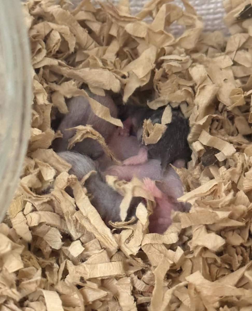 🐹はむはむママ🐹 (@hamuhamu_mama) on Twitter photo 里親募集・拡散希望
別のSNSで募集があったママハムと赤ちゃん5匹を明日、緊急で連れて帰ってきます
どなたか里親になってくださる方はいらっしゃいますか?
まだ生後間もないためお迎えは月末以降を考えています
我が家もいっぱいいっぱいなんですが、猶予がなかったので早急に預かることにしました 里親募集・拡散希望
別のSNSで募集があったママハムと赤ちゃん5匹を明日、緊急で連れて帰ってきます
どなたか里親になってくださる方はいらっしゃいますか?
まだ生後間もないためお迎えは月末以降を考えています
我が家もいっぱいいっぱいなんですが、猶予がなかったので早急に預かることにしました