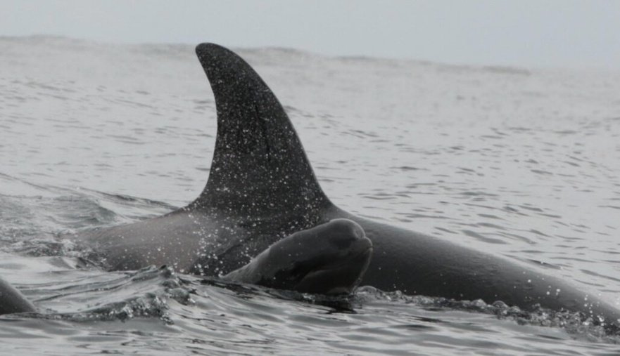 🚨 New Publication Alert! 🚨

"Interactions Between Killer Whales (Orcinus orca) and Neonate Long-Finned Pilot Whales (Globicephala melas) off South Iceland" by Chérine Baumgartner et al.
doi.org/10.1002/ece3.7…
