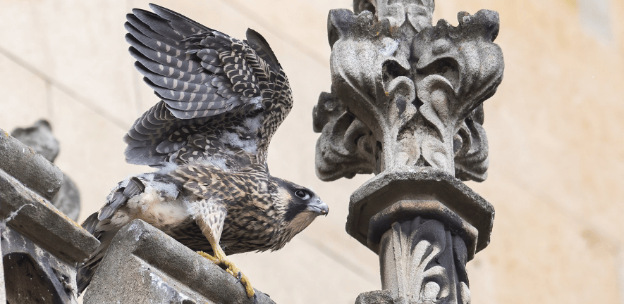 Planning to apply for a Senior Research Fellowship next year?

Our Senior Research Fellowship Sponsorship Scheme is now open!

Find out more: bit.ly/44bhaCe