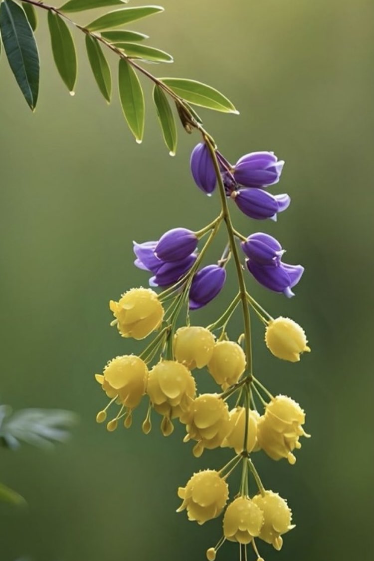 Always say something good to yourself.
The more beautiful your words are, the more positive your life will be 💜💛🫶