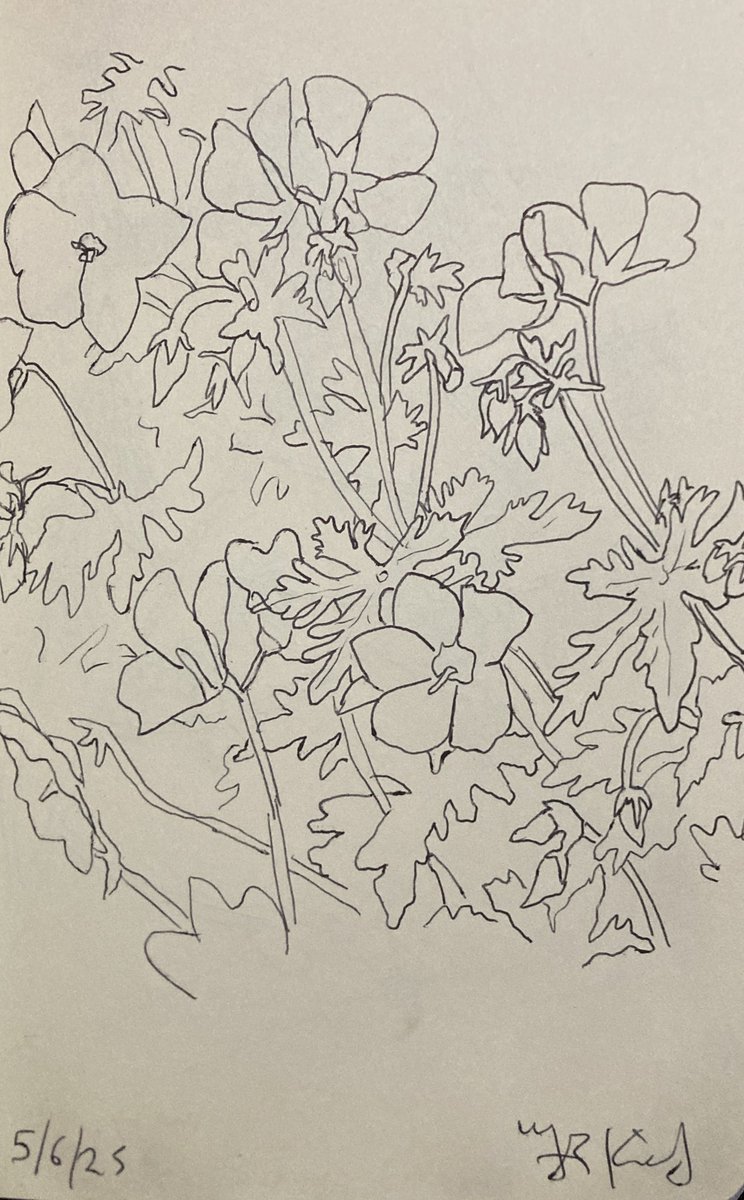 Today’s #sketch from 5/6/25 of #Nature #ballpoint #Pen #Drawing 21.5 x 13.5 cms  on paper

More sketches
instagram.com/frankkiely/