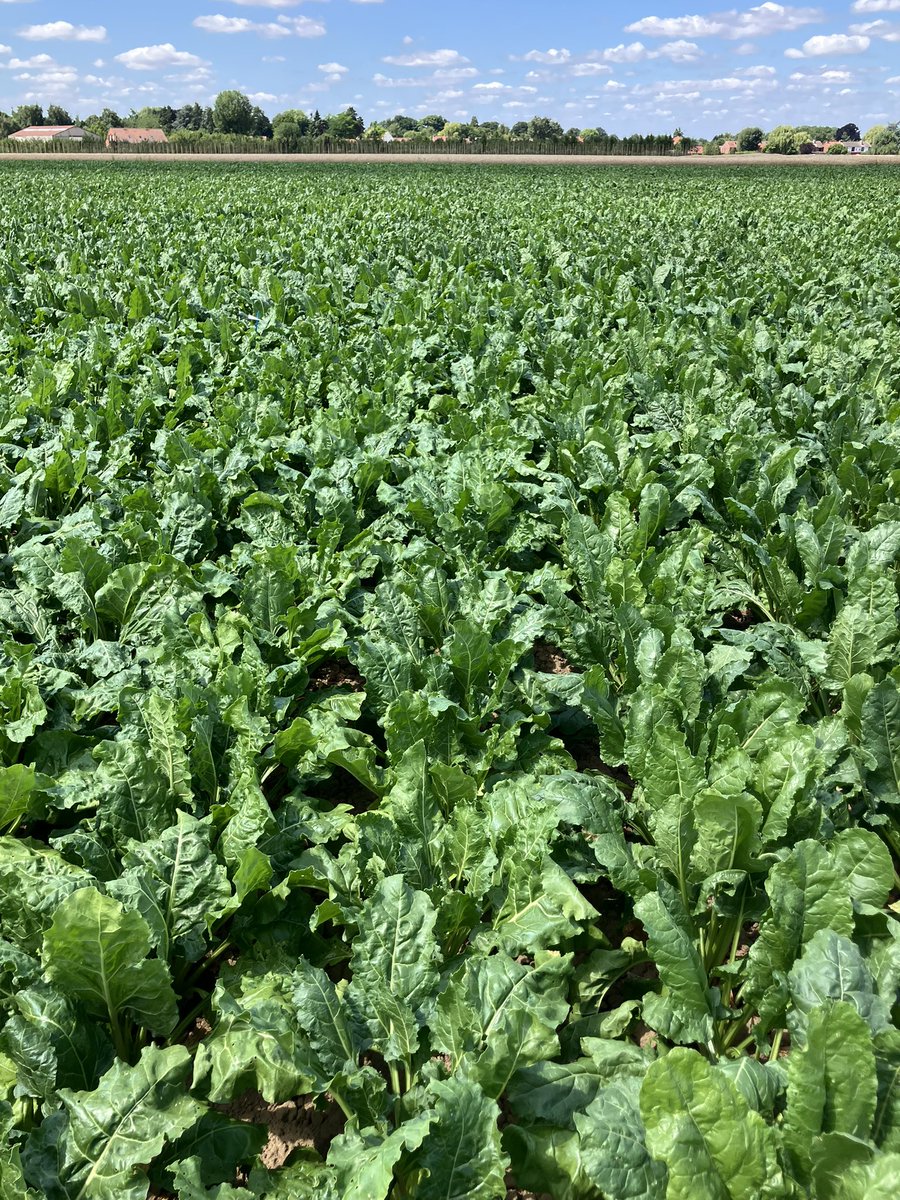 Sélection <a href="/GroupeFDesprez/">Florimond Desprez</a> essais tolérance à la jaunisse de la betterave inoculation artificielle 
. Comme on dit ! Y’a pas photo ça marche 😳 plus qu’à trouver la perle rare 👌