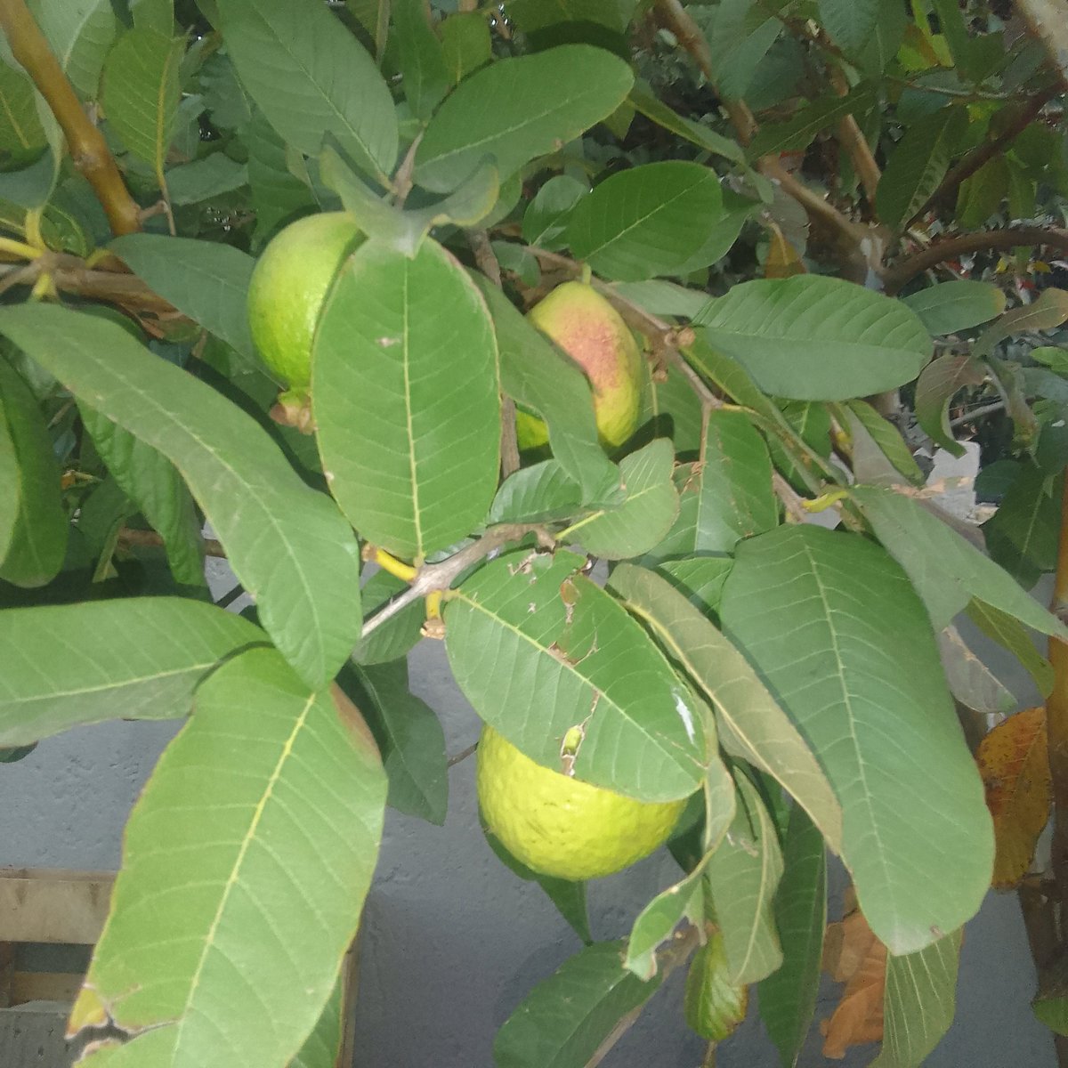 George Munetsi (GITA) tweet media