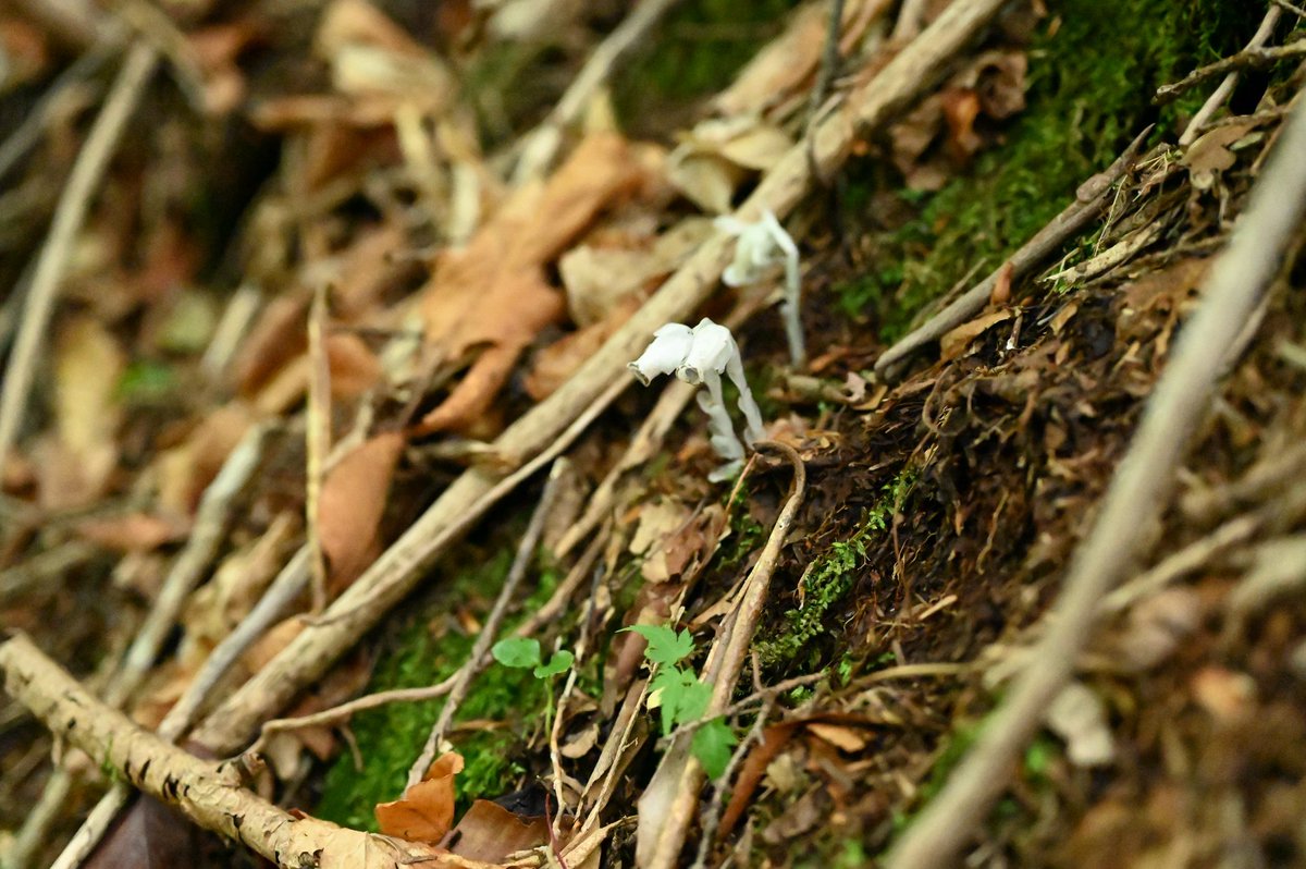 #ギンリョウソウ
まだ見られるとは