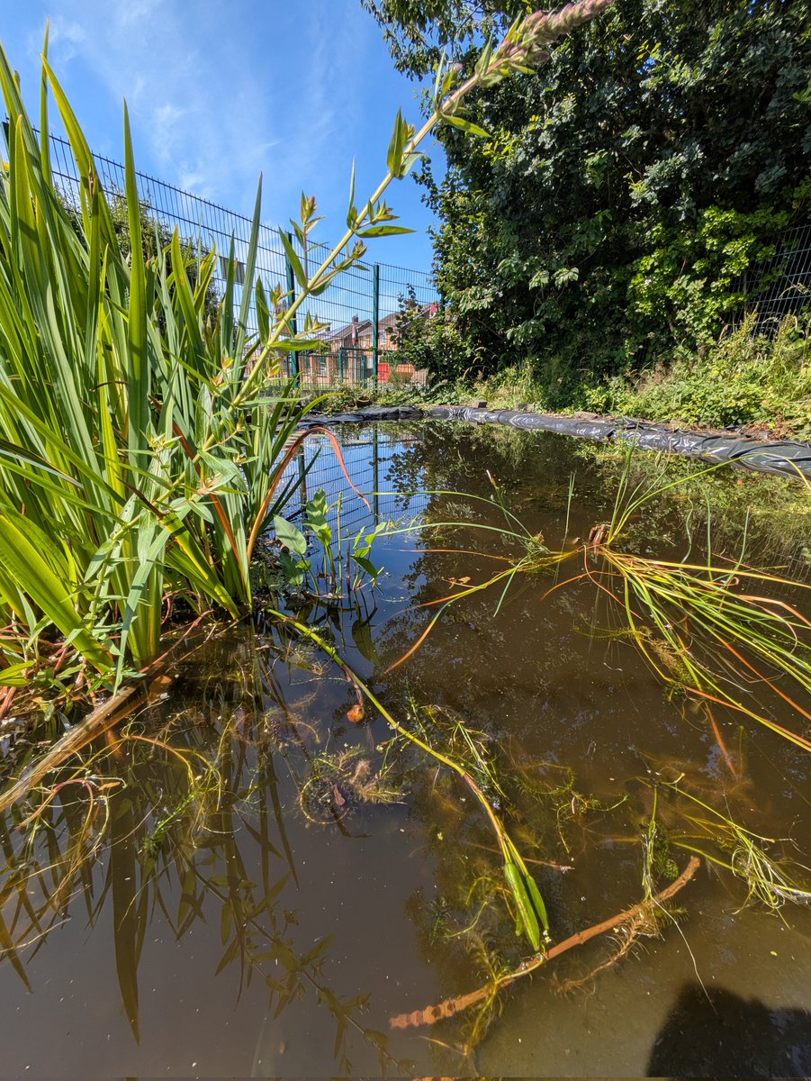 darwincentre's tweet image. Back at @Prendergast2022 for more pond investigations today! It's great to be helping them monitor how their pond wildlife is changing over time. #STEMLearning #OutdoorLearning #OutdoorClassroom #Ponds #LifeinFreshwater #Habitats #Species #Wildlife #SchoolGrounds