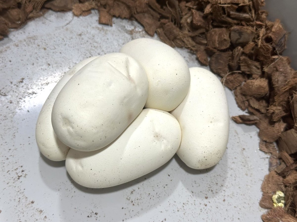 RAIKA_JP_BP's tweet photo. 2025 クラッチ#29
パステルレオパードHetクラウン(YB)
アスファルトストレンジャークラウン掛けてます。
#爬虫類
#ボールパイソン
#ボールパイソン繁殖
#ballpython
#ballpythons
#go4coco https://t.co/F8sUZZlYsp