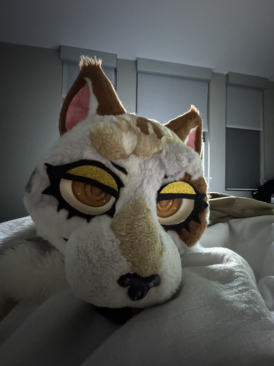 Meowdy Anthrocon, Goodmorning.
