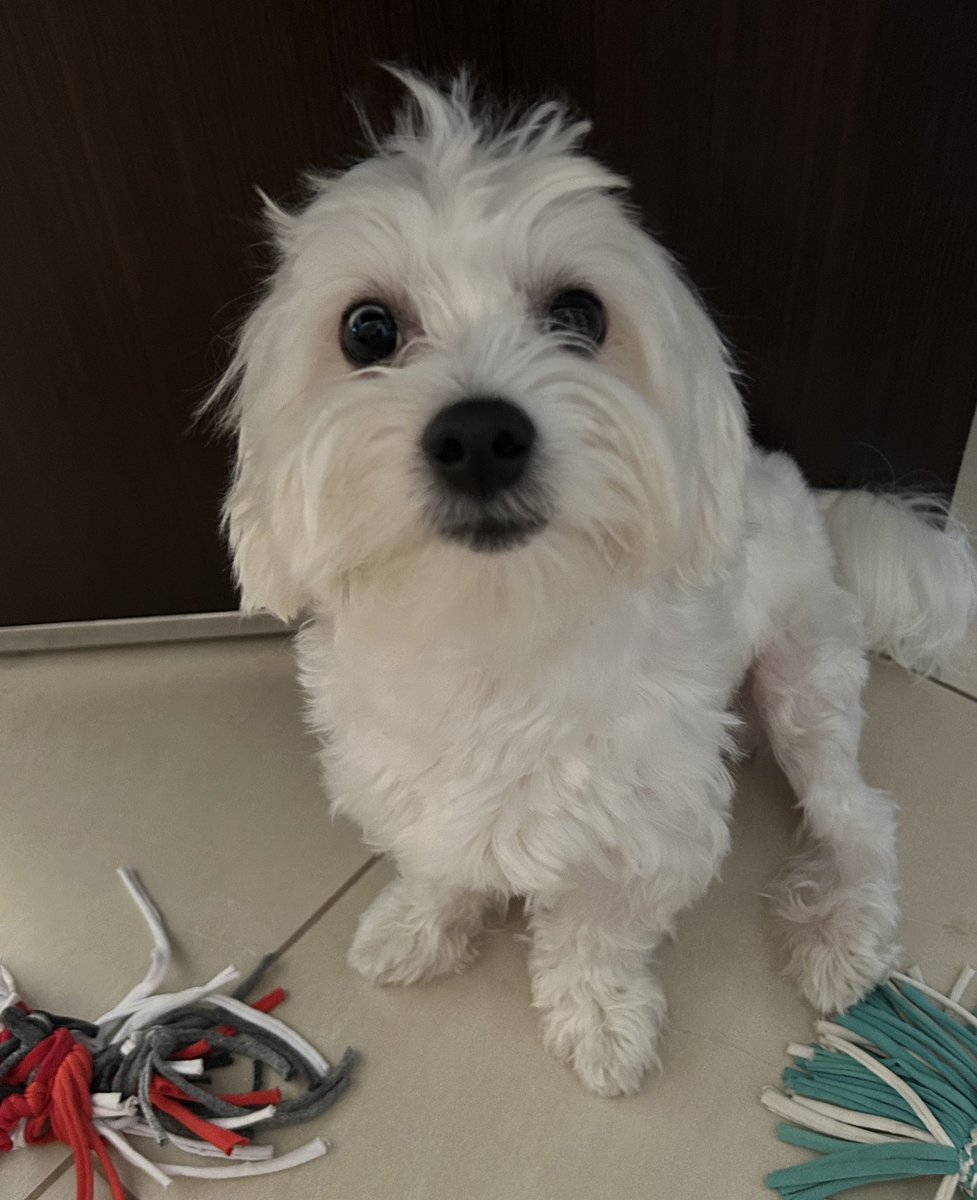 vicky_gnp's tweet image. Με φώναξες μαμά…Τι με θέλεις; 😍#challenge_κατοικιδιο