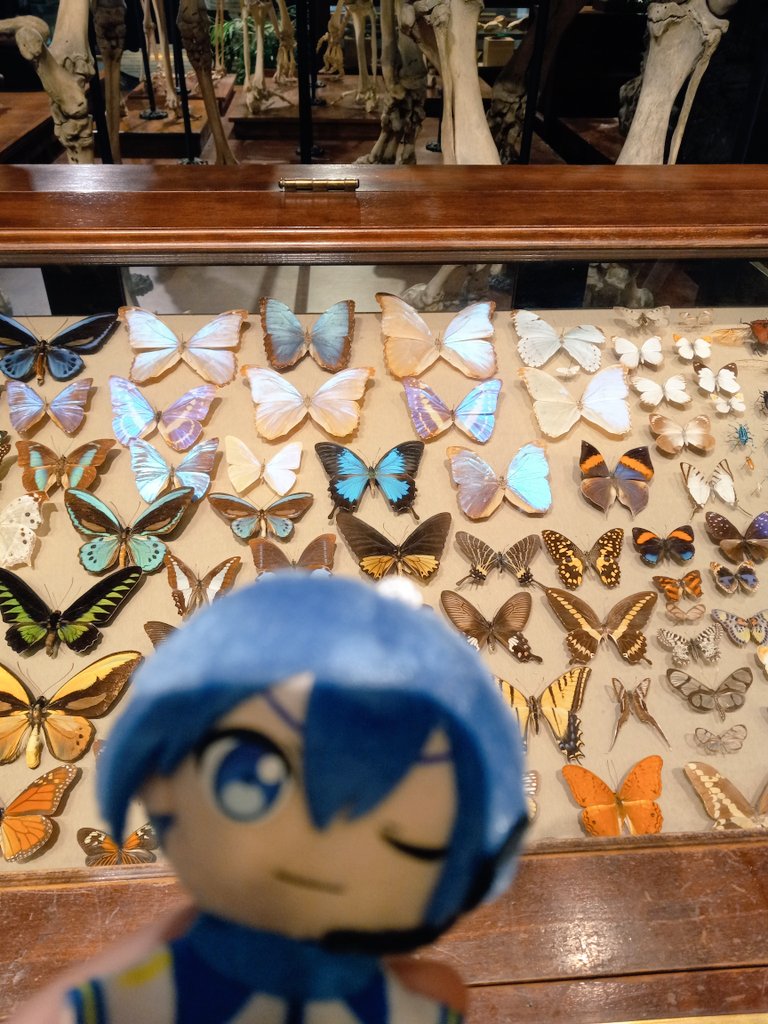 SakuraKaitos's tweet image. i took kaito to the butterfly sanctuary yesterday ๐ฆ๐ฆ๐ฆ such a surreal experience!!