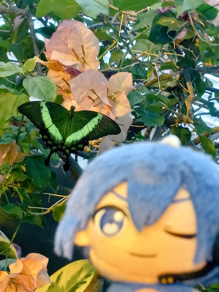 SakuraKaitos's tweet image. i took kaito to the butterfly sanctuary yesterday ๐ฆ๐ฆ๐ฆ such a surreal experience!!