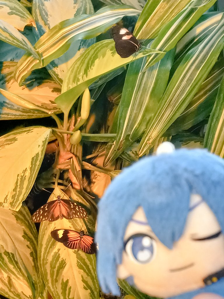 SakuraKaitos's tweet image. i took kaito to the butterfly sanctuary yesterday ๐ฆ๐ฆ๐ฆ such a surreal experience!!