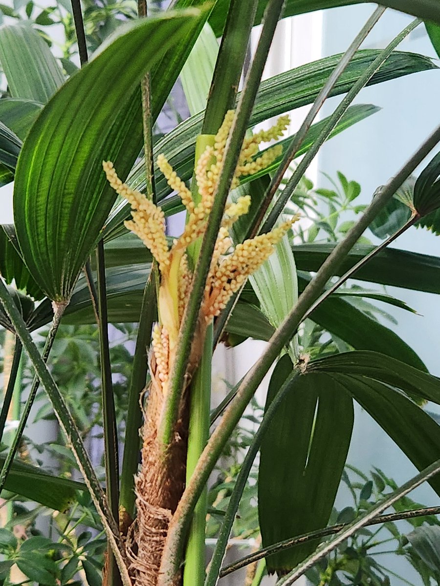 관음죽 꽃 더 폈어요 신기