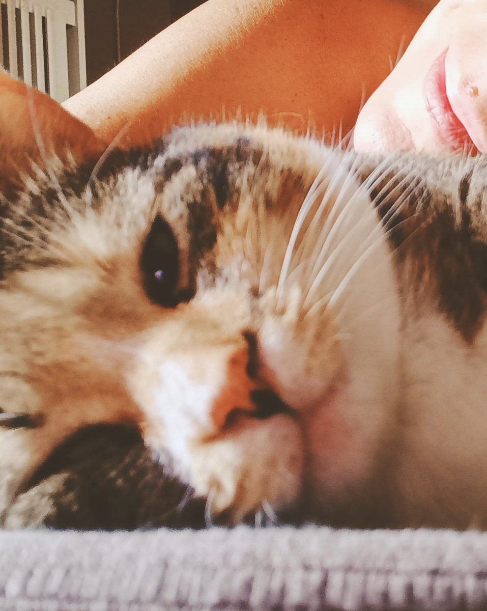 _bebel_x's tweet image. #challenge_κατοικιδιο