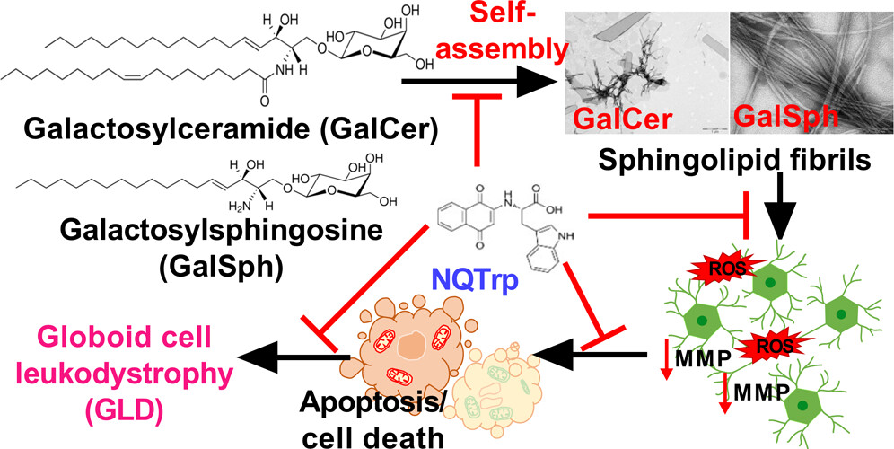 Researchers show that sphingolipids accumulated in Globoid Cell Leukodystrophy self-assemble into cytotoxic fibrils. Small molecules can mitigate this fibril formation, revealing a potential therapeutic avenue.

Read it here 🔗 go.acs.org/cPh