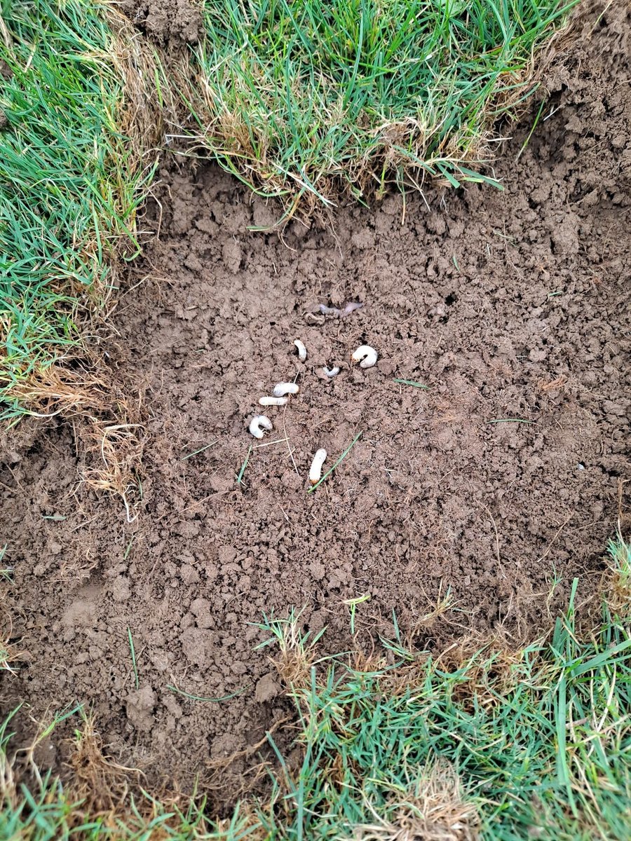 🚨 It's time! ⏰
If you're planning pre-emergence grub control, now's the window to apply. Pre-emergent grub products like work best before grubs hatch—typically late June to early July in many areas. Irrigating after applying is crucial.