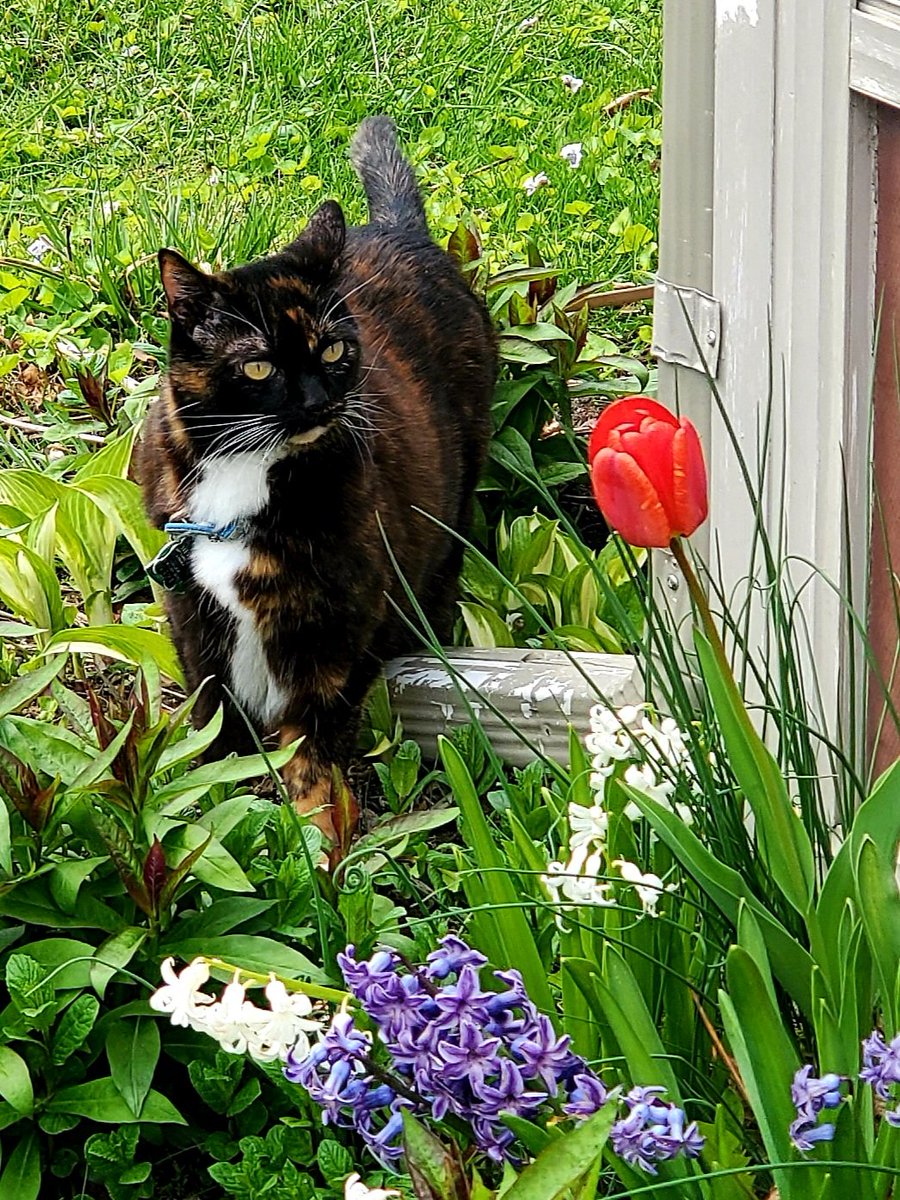 BM1531's tweet image. Sweetie pauses her plans for world domination to take a flower break