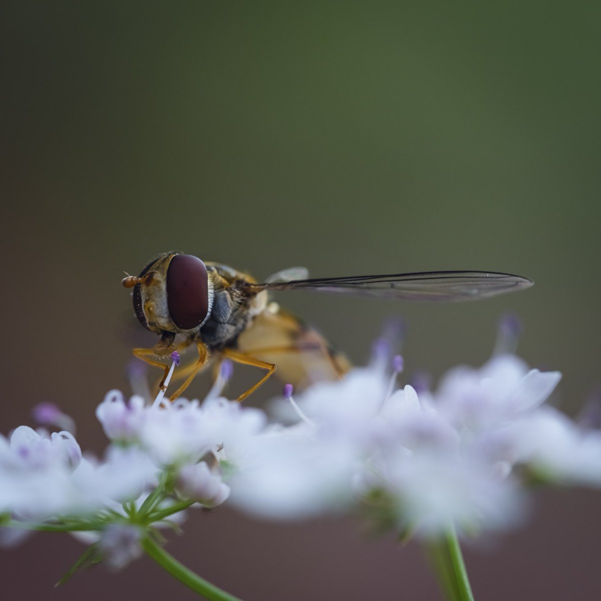 Hoverfly on a coriander flower.