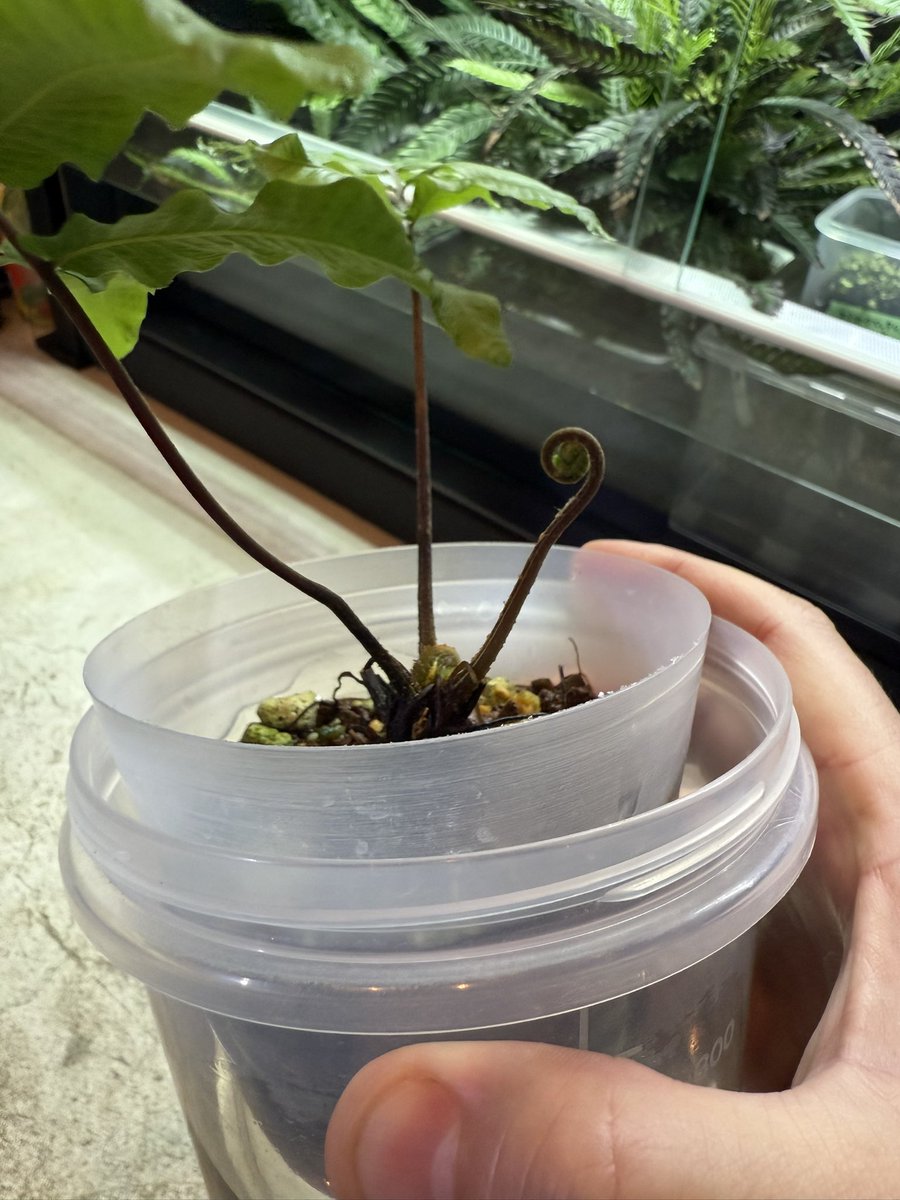 トゲナベブタムシ 6匹 トゲナベブタムシ | 精霊の庵 - 無名の絶滅危惧昆虫