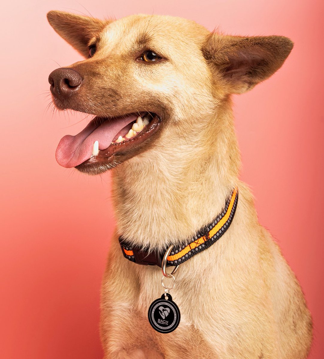 PhilippineStar's tweet image. YOU&apos;VE COME SO FAR, TIKTOK! 🥹💗

Remember the helpless dog named Tiktok, which was shot five times using improvised dart arrows in Murcia, Negros Occidental?

This is her now, glowing with love and a renewed life after being rescued by Bach Project PH on February 24, 2025.…