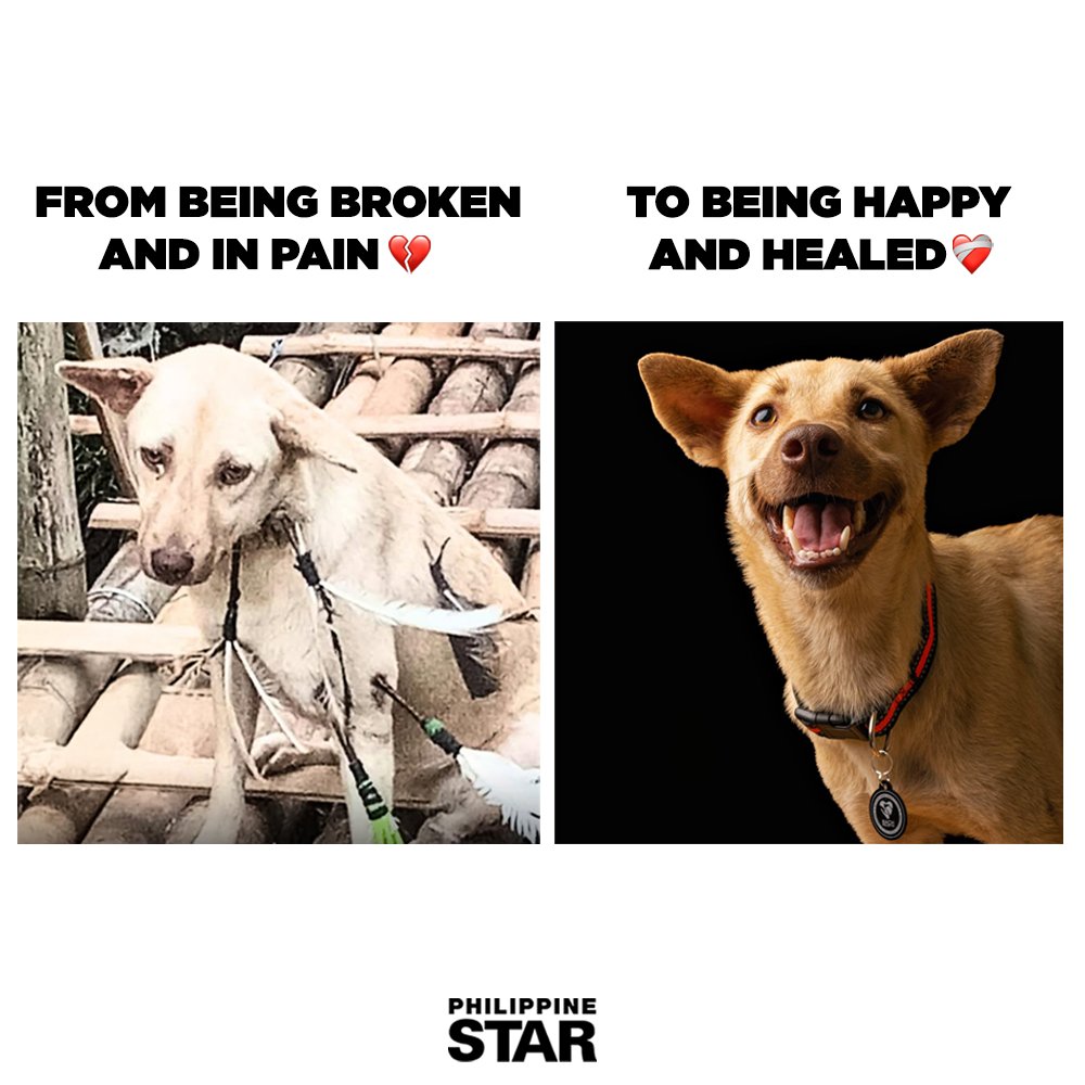 PhilippineStar's tweet image. YOU&apos;VE COME SO FAR, TIKTOK! 🥹💗

Remember the helpless dog named Tiktok, which was shot five times using improvised dart arrows in Murcia, Negros Occidental?

This is her now, glowing with love and a renewed life after being rescued by Bach Project PH on February 24, 2025.…