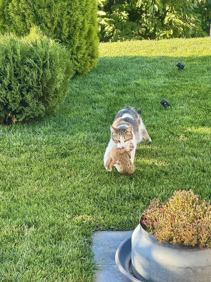 Cyril 🇧🇬🇪🇺🇺🇦 tweet media