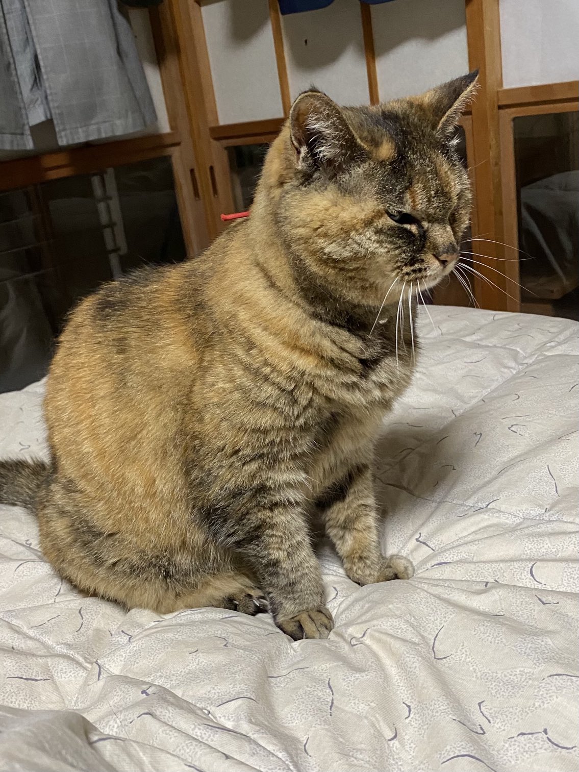 楽天市場】猫の置物 猫 アニマル ベニーズ「 ハイタッチ 」 サバ