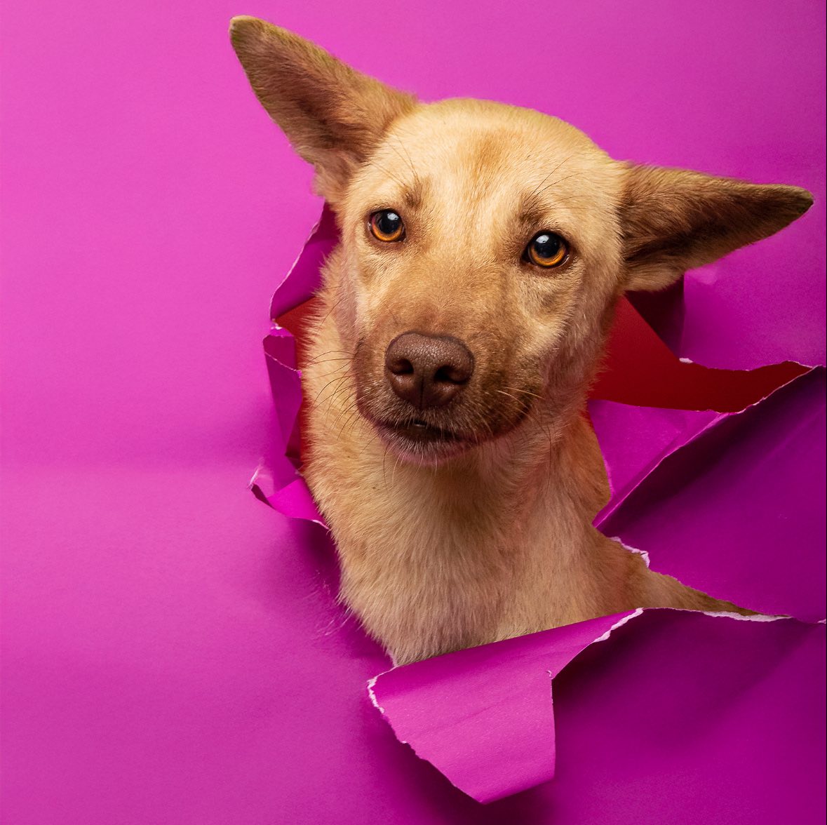 PhilippineStar's tweet image. YOU&apos;VE COME SO FAR, TIKTOK! 🥹💗

Remember the helpless dog named Tiktok, which was shot five times using improvised dart arrows in Murcia, Negros Occidental?

This is her now, glowing with love and a renewed life after being rescued by Bach Project PH on February 24, 2025.…