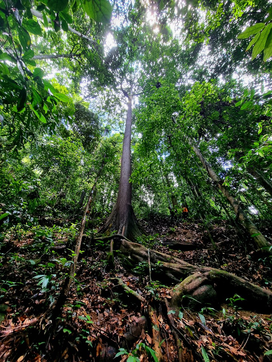 Most nutrients in #rainforest soils are near the surface

To grow big &amp; stay upright, rainforest #trees need nutrients + stability

They often have huge surface roots to provide both, like this beautiful example at Site 5

Check out the people for perspective!

#Borneo <a href="/thfpenang/">TheHabitatFoundation</a>