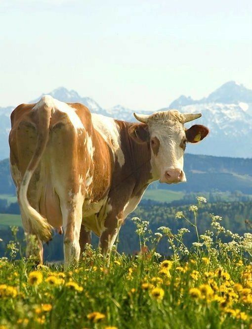BlackbirdPagan's tweet photo. #FarmWeek
#Cows
#RuralSensibilities https://t.co/Q4Mxpegapv