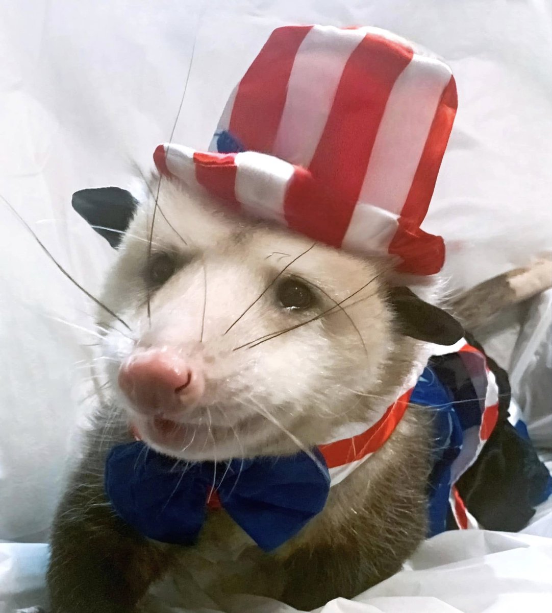 OnceUponaPossum's tweet image. Have a Happy 4th of July 🌭🎆🇺🇸

📸 Wild Ones (FB)