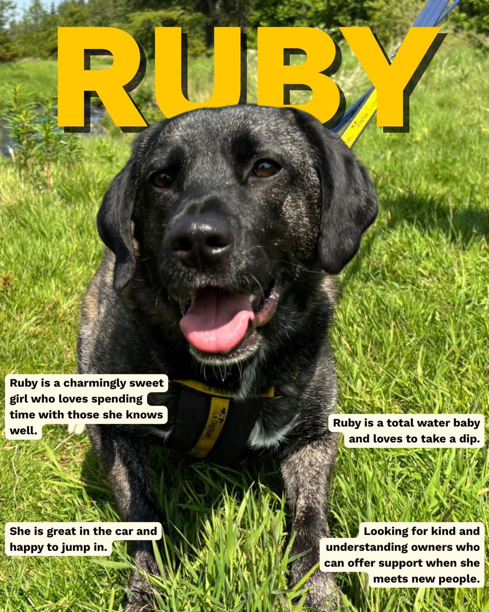 DT_WestCalder's tweet image. Our pawfect girl Ruby is the full package💛

Check out her full profile👉 bitly.cx/RRnfO

#DogsTrust
#AdoptDontShop
#ADogIsForLife